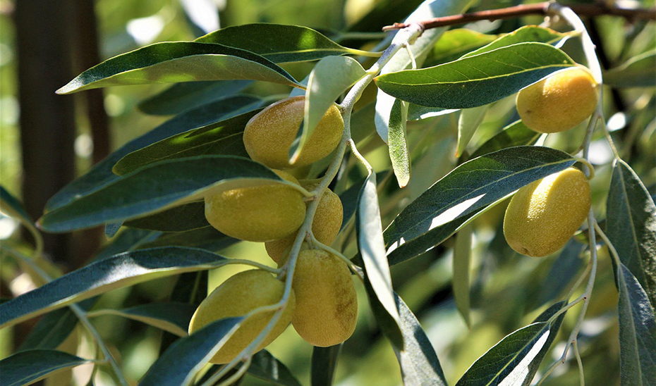 Una investigación en Andalucía detecta que el aceite de acebuchina reduce el daño ocular por hipertensión
